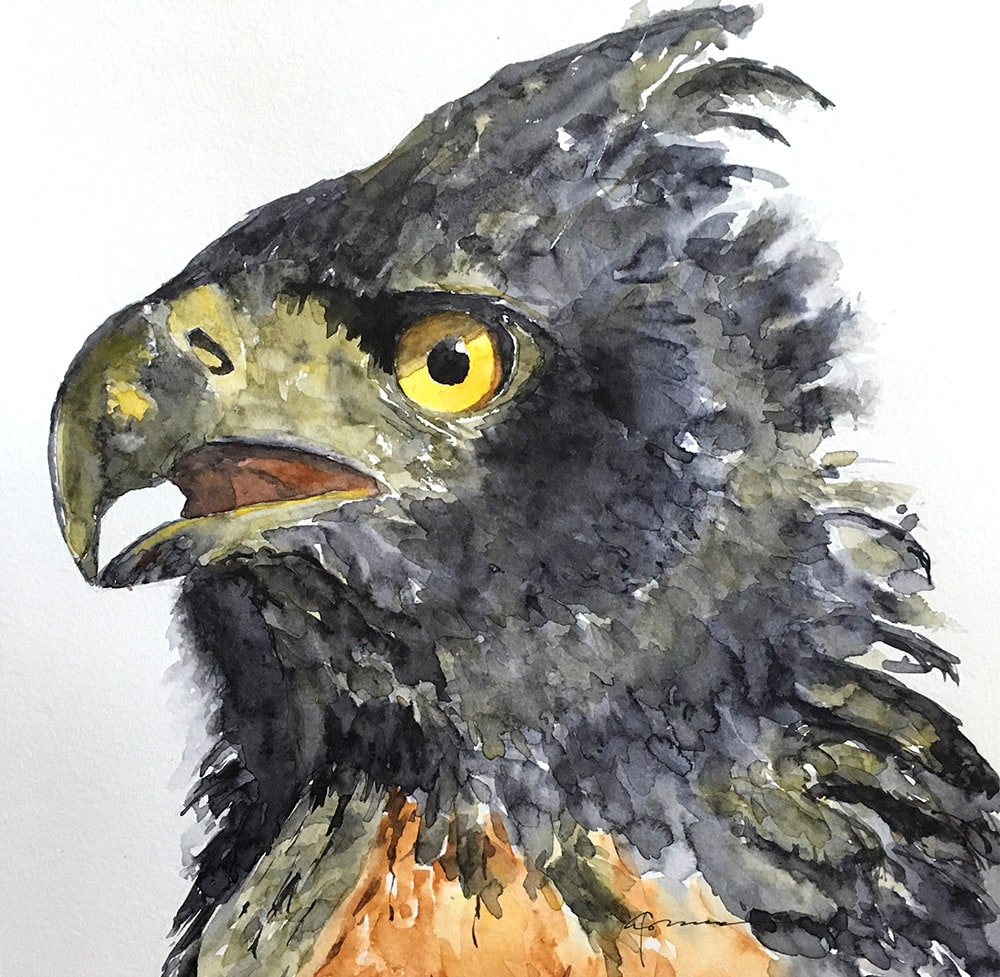 black chestnut eagle