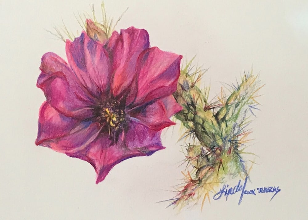 Cholla Bloom colored pencil Lindy C Severns  22edit 2g  5x7print
