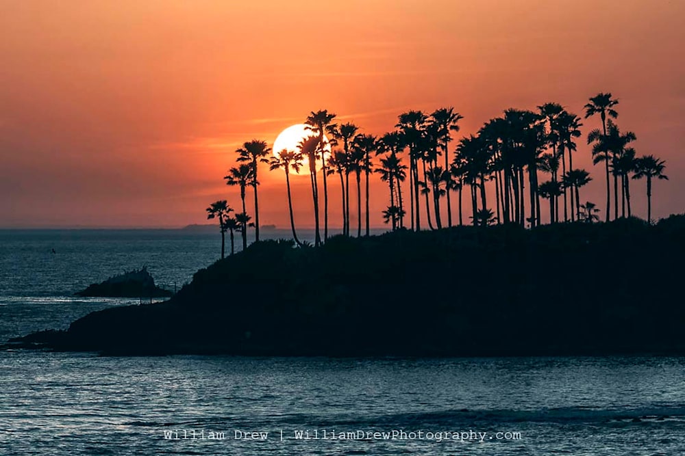 Palm Tree Laguna Beach Sunset Minnesota Removable Wallpaper by William Drew  Photography