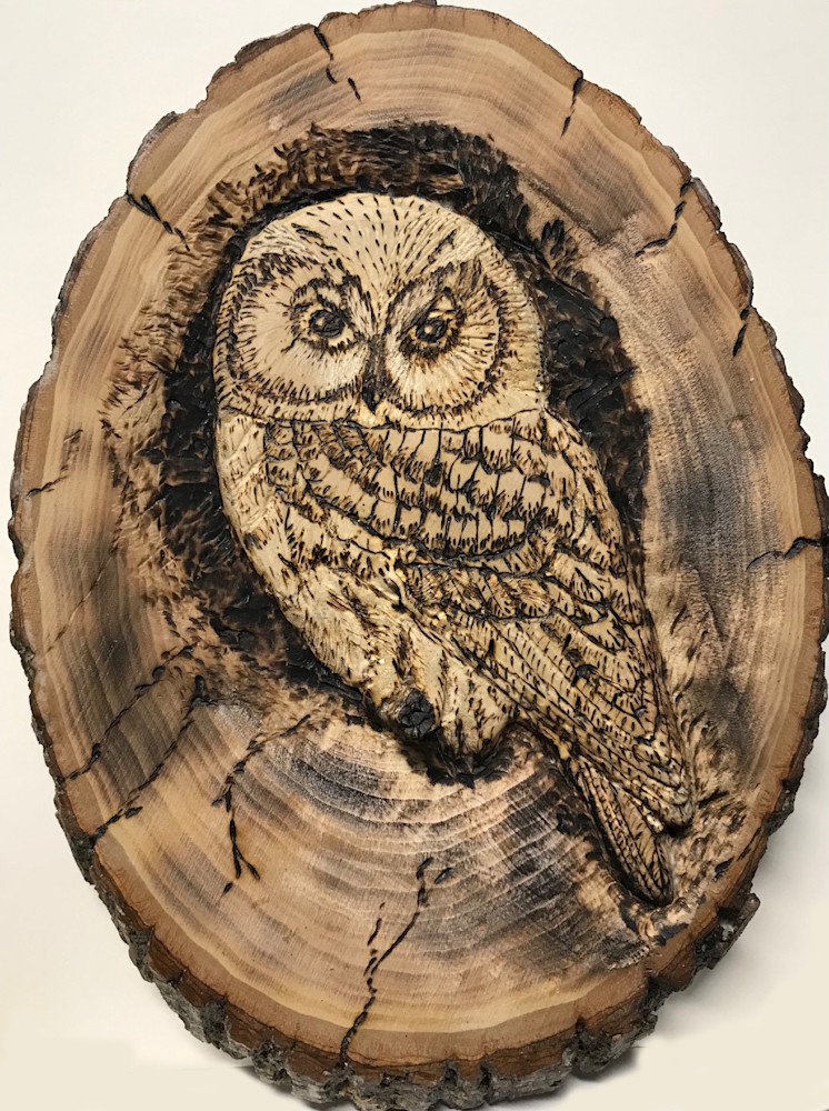 Saw Whet Owl #2