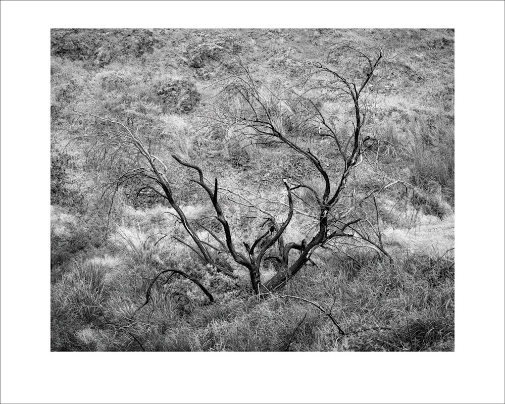 blackend tree study 2 rocky coulee washington 2022 1200px mat