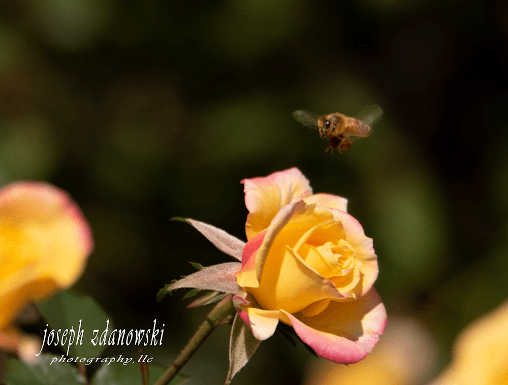 Yellow Hybrid Rose Bee