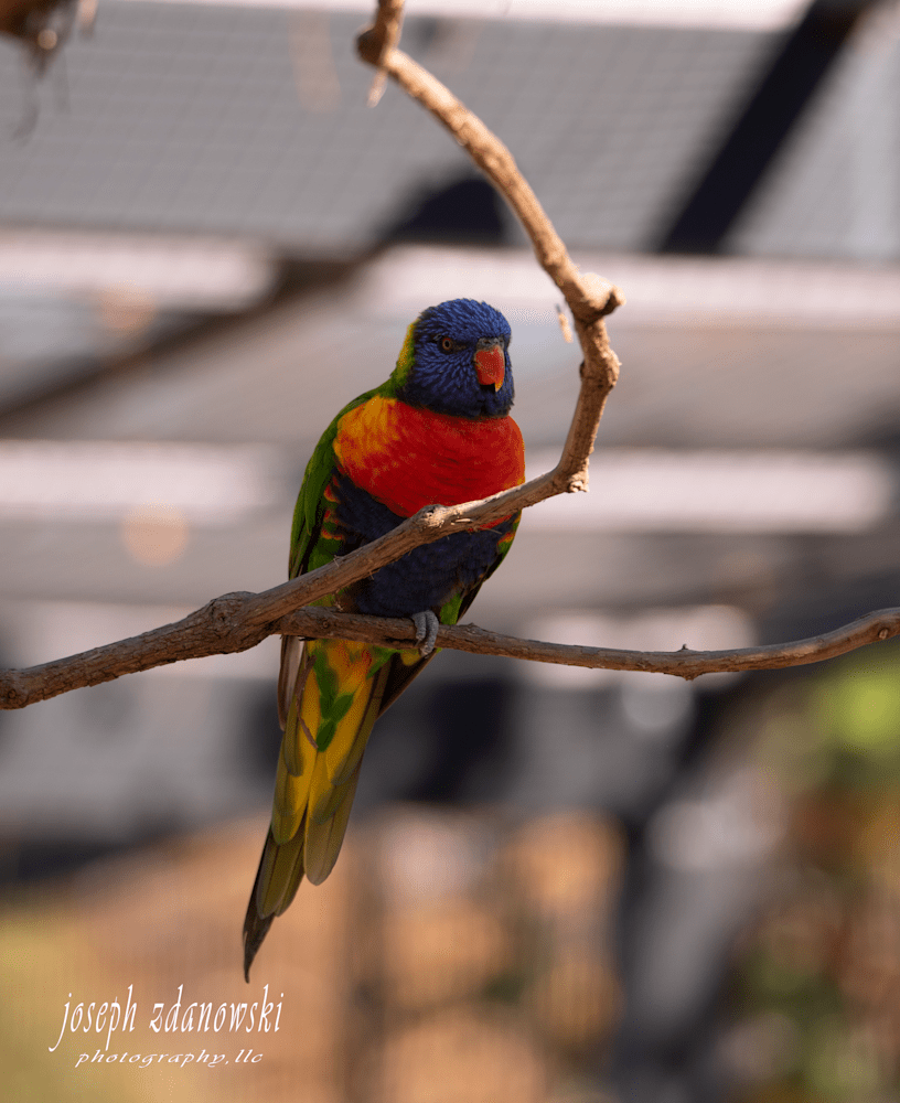 Colorful Bird 1