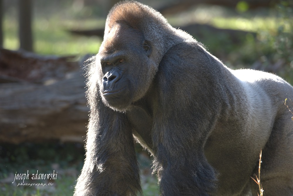 Bull Gorilla copy