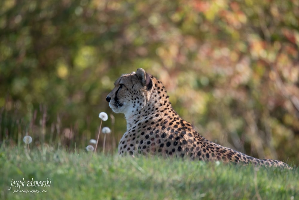 Reclining Cheetah