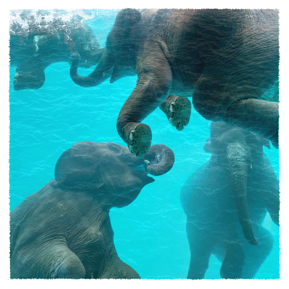 Water Ballet Elephants