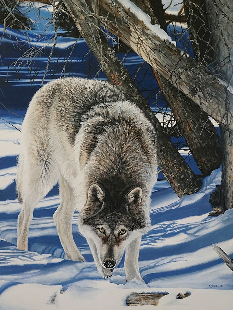 Hot On The Trail   Timber Wolf
