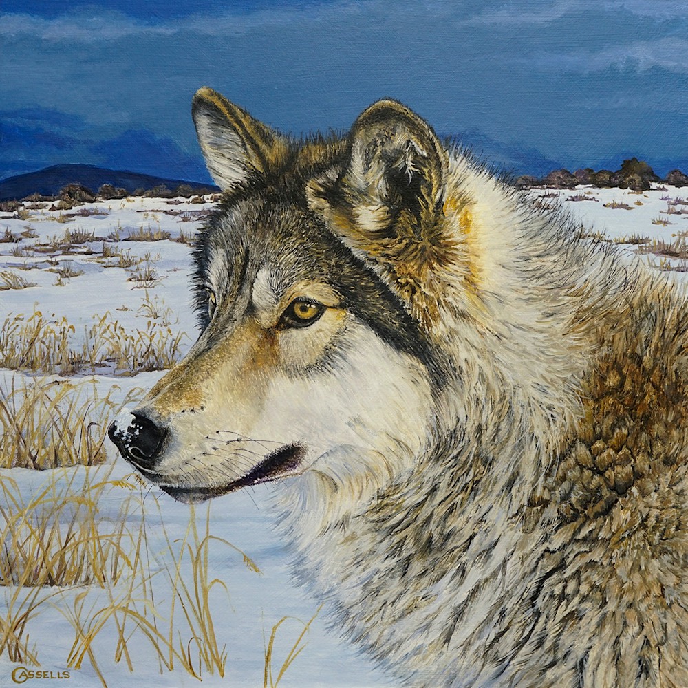 LAARA CASSELLS   Prairie Watch   Timber Wolf