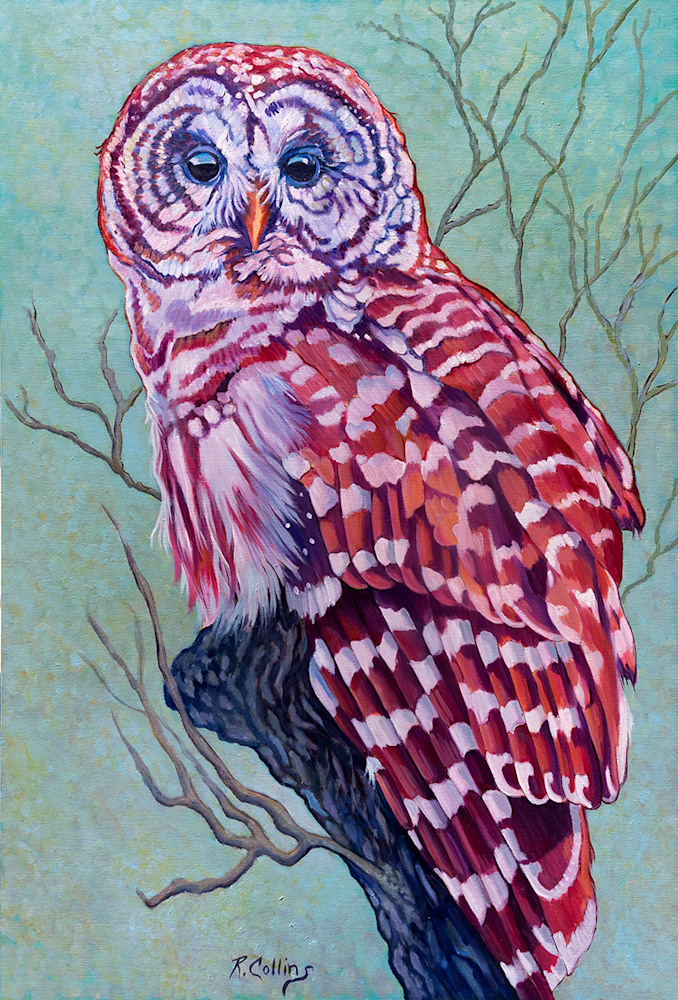 Barred Owl ASF