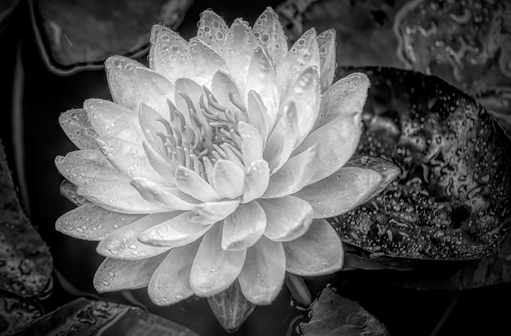 white water flower dramatic black and white pepge5
