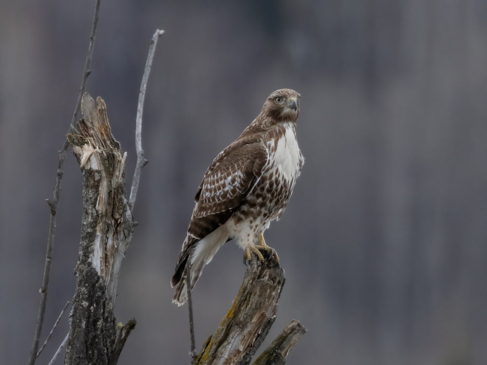 March   Red tailed Hawk at Rest