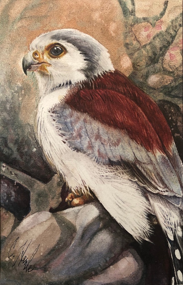 African Falcon