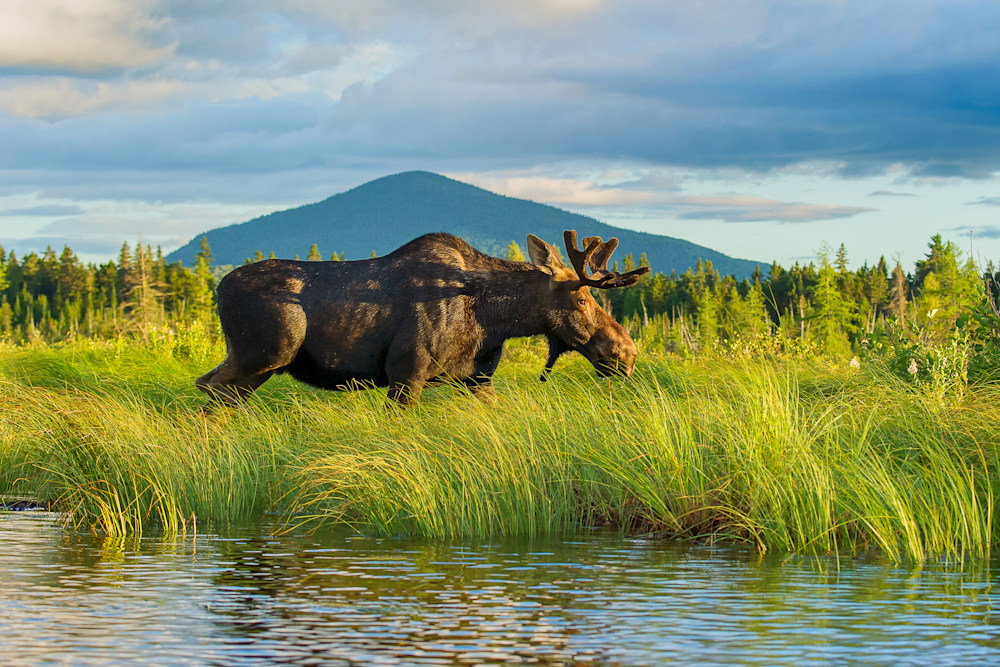 Bull Moose Walking in Grass with Mountain Apr