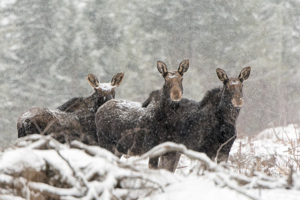 Three Moose in Snow Feb