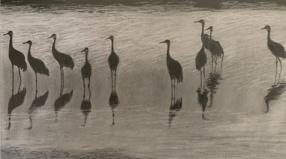 Sandhill Cranes, Reflected