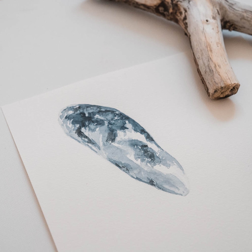 of the sea mussel shell watercolor painting amy duffy 002