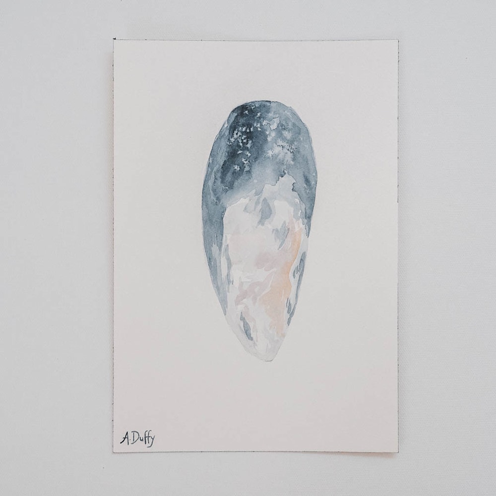 coastline wonder mussel shell watercolor painting amy duffy 006