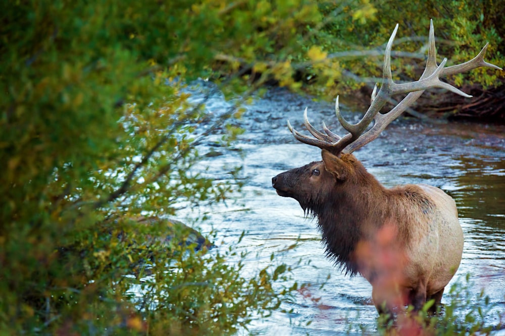 Elk Crossing the Stream