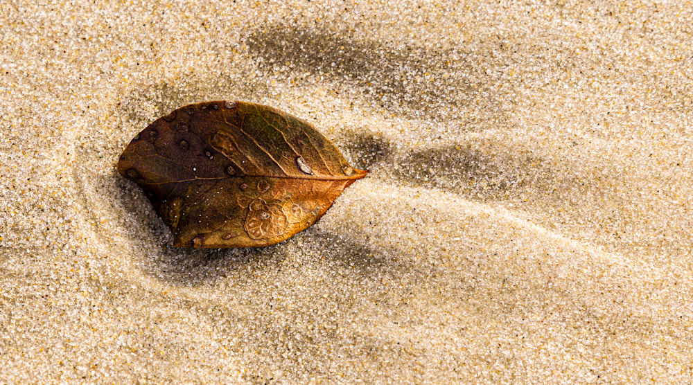 Sand Leaf