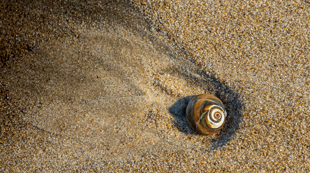 Sand Snail