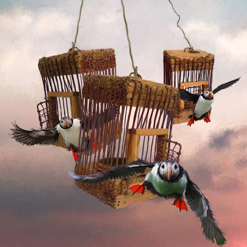 Release of the Puffins