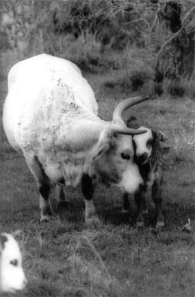 Cow & Calf #17, Mason, TX