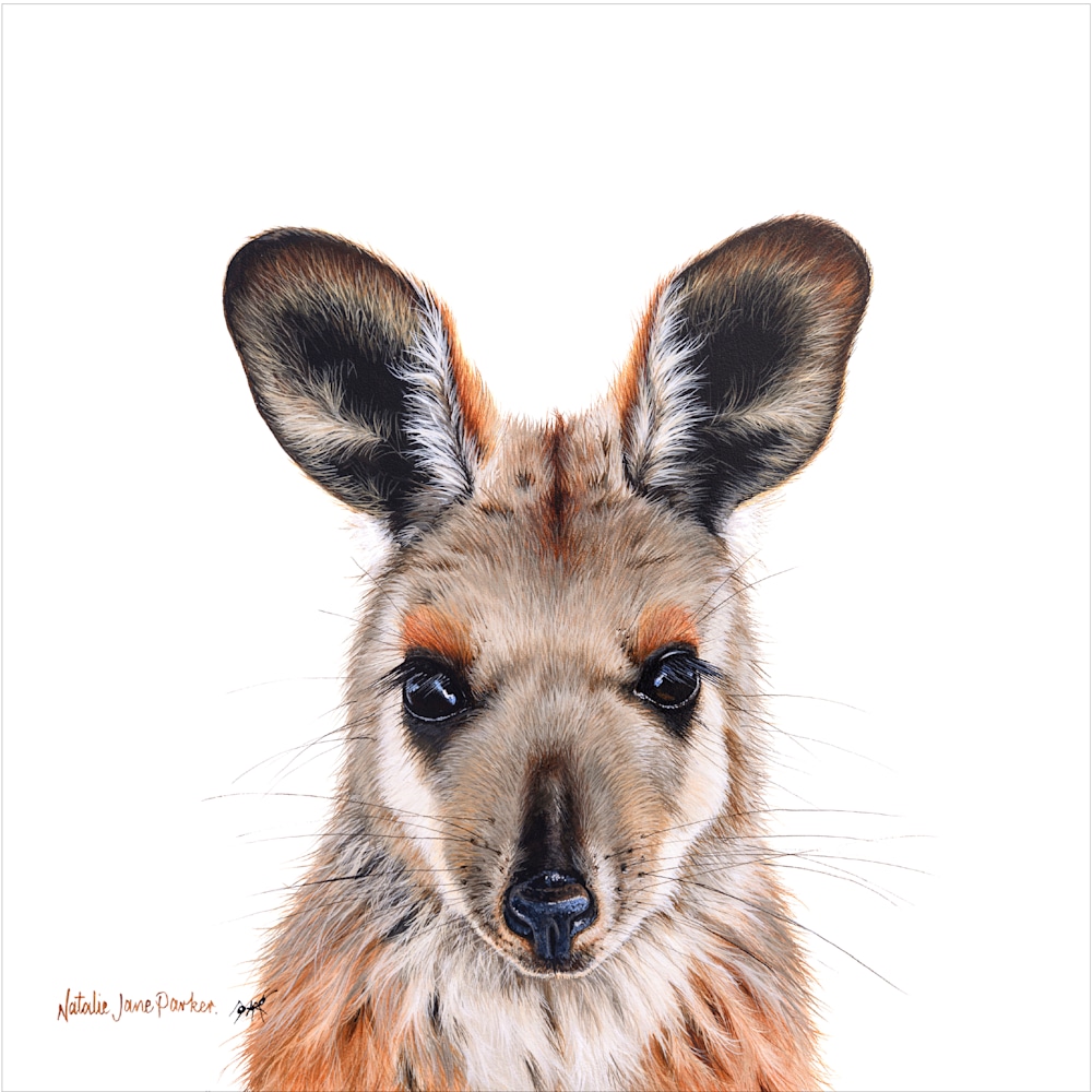 Yellow footed rock wallaby 300mm 1px edge Yellow footed rock wallaby 300mm 1px edge