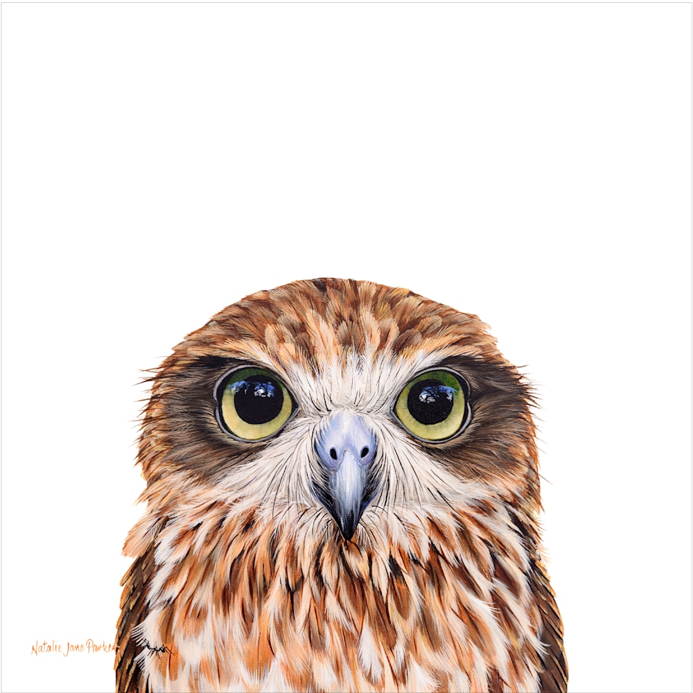 Boobook Owl 300mm 1px edge Boobook Owl 300mm 1px edge