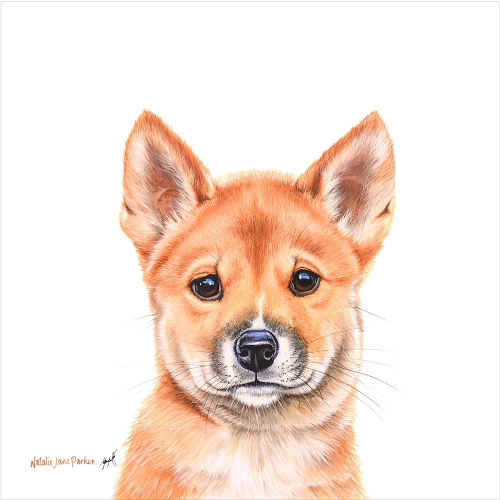 Dingo 300mm 1px edge Dingo 300mm 1px edge