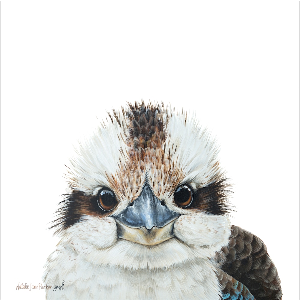 Laughing Kookaburra 300mm 1px edge