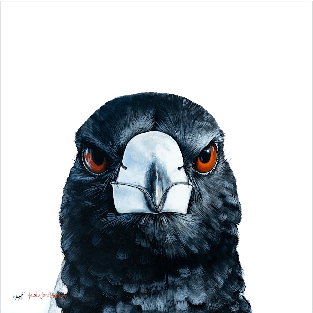 Australian Magpie 300mm 1px edge