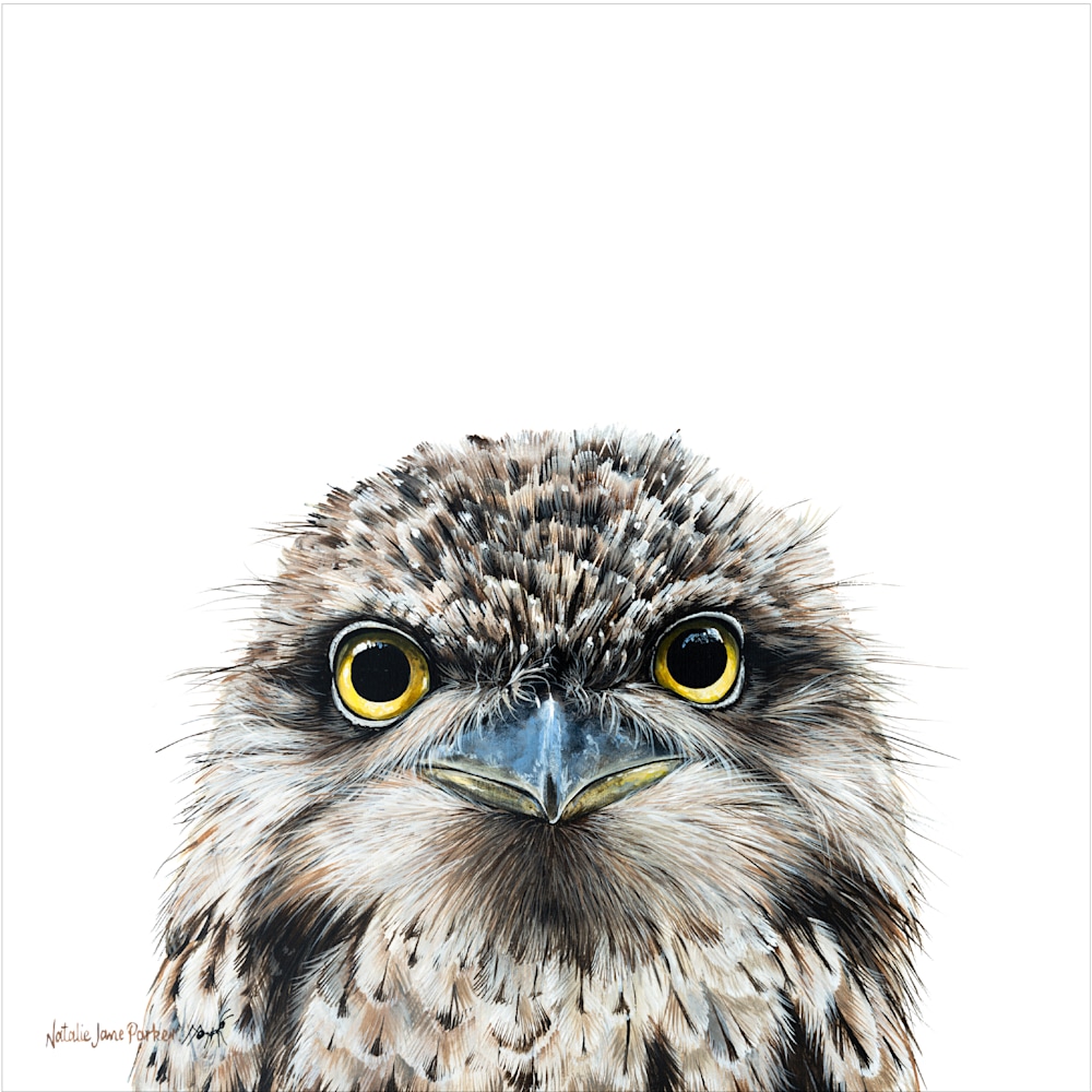 Tawny frogmouth 300mm 1px edge