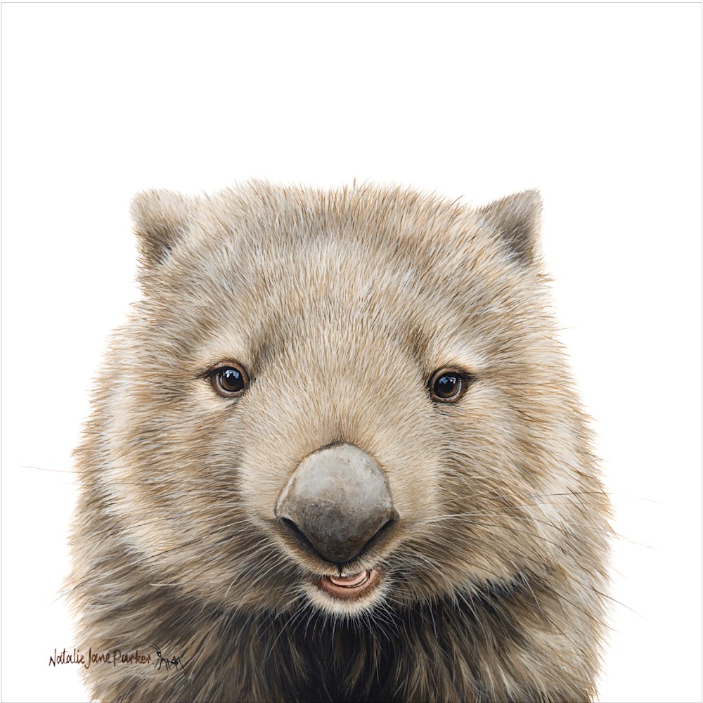 Bare nosed Wombat 300mm 1px edge
