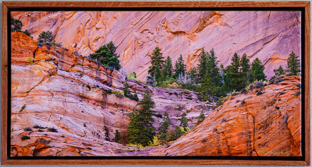 Zion Cliffs and Pine Trees