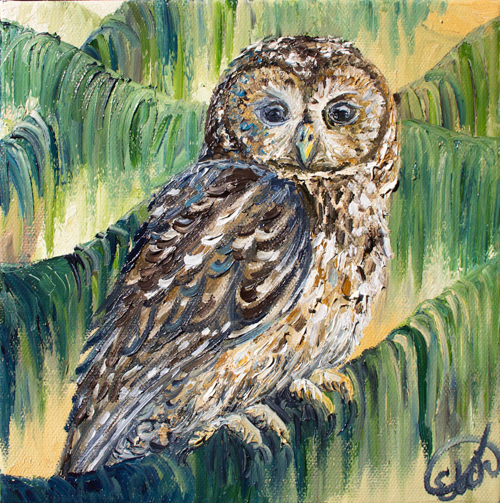 spotted owl cropped