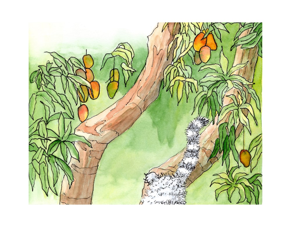 Mango Tree cropped for Cal July