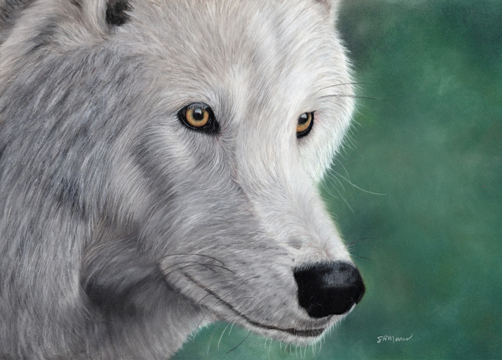 Susan Morris   White Wolf