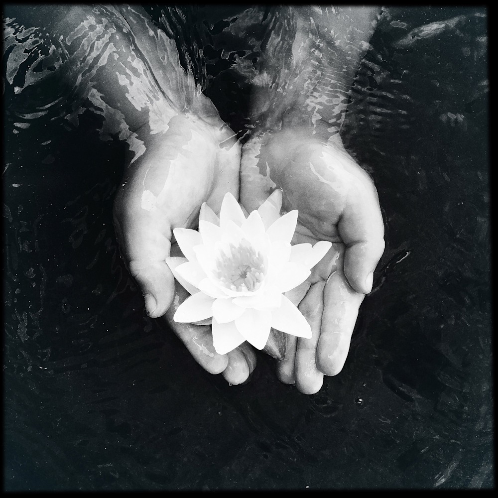Waterlily black&white copy