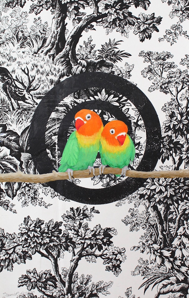 parrot pair b&w