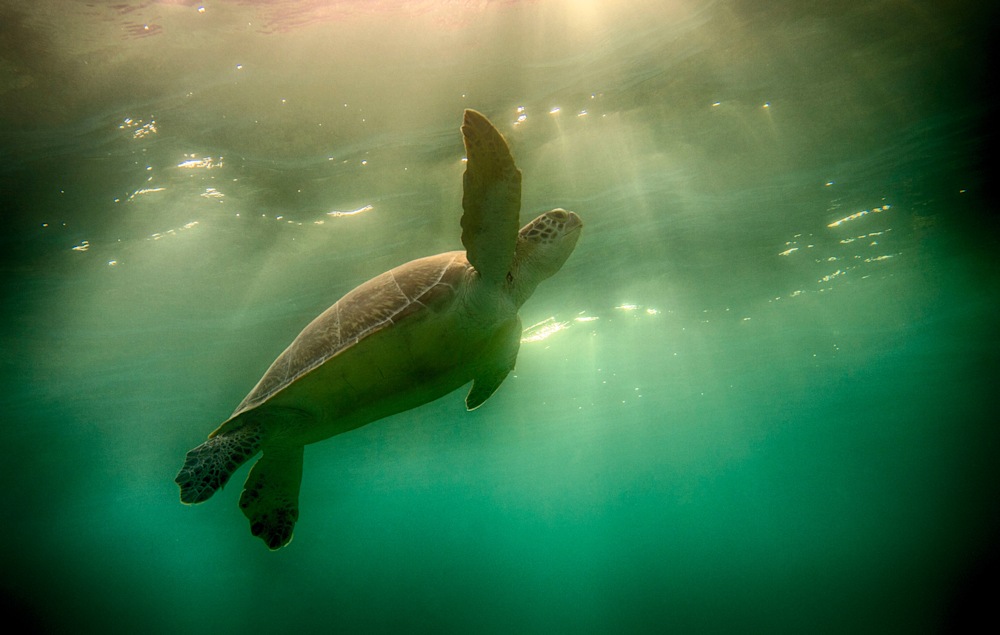 06 30 15 turtles323 copy
