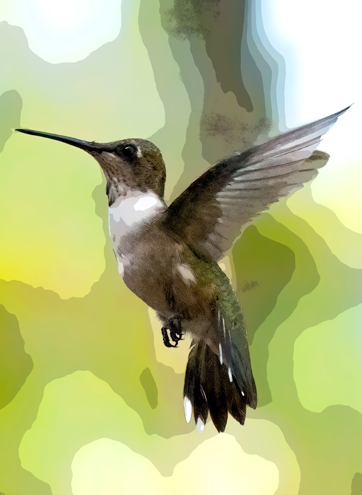hummingbird2paint small