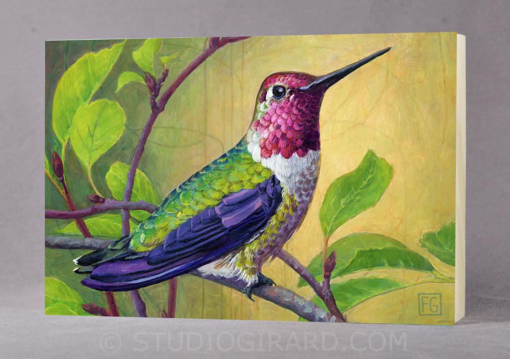 Adult Annas Hummingbird 352 x 5