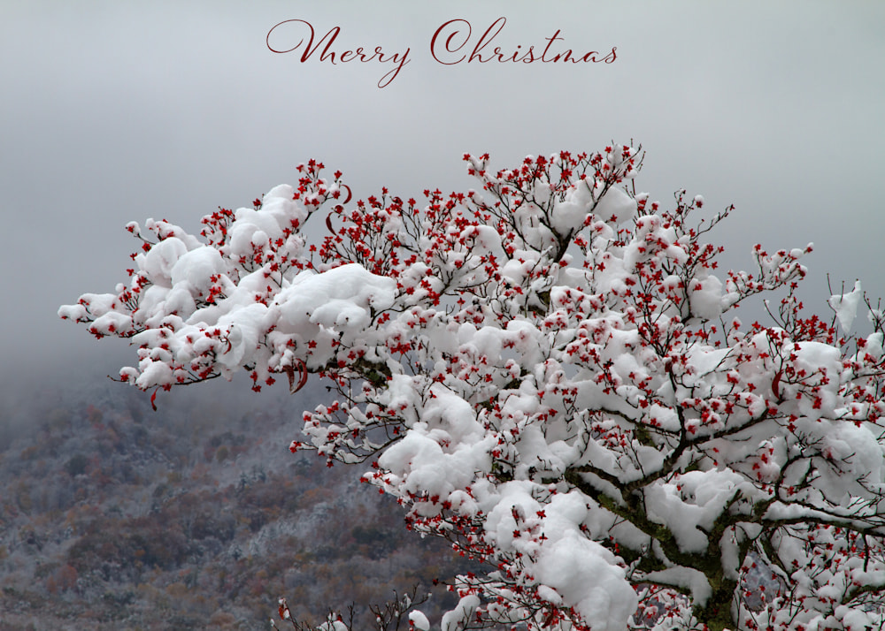 Snowy Dogwood Merry Christmas