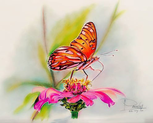butterfly drawing SM of my photo  tucson butterfly