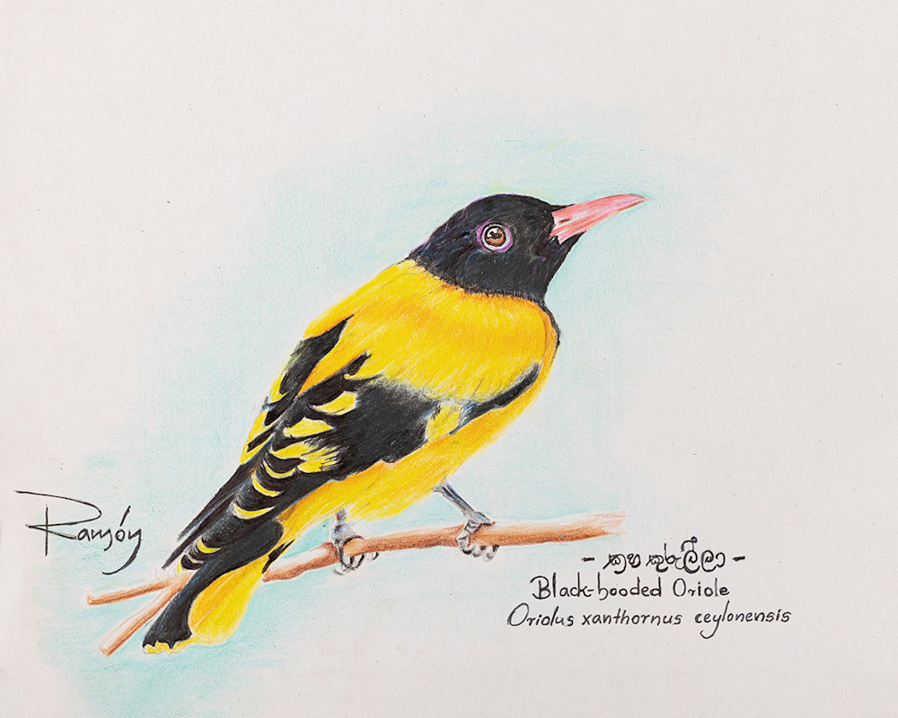 sm Black hooded Oriole 8