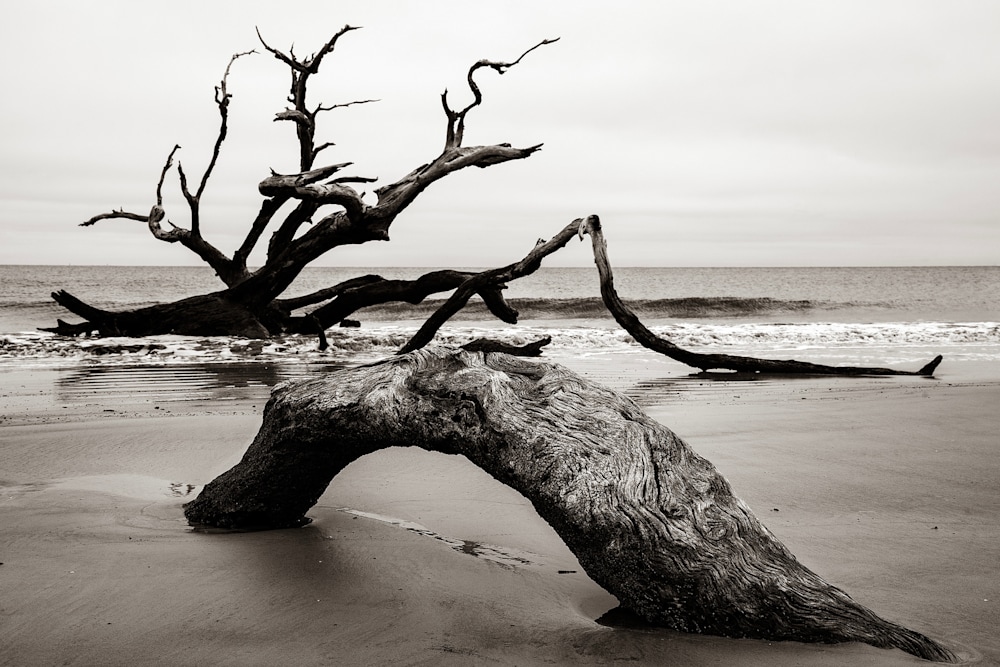 Andy Crawford Photography Driftwood Beach Sea Monster signature
