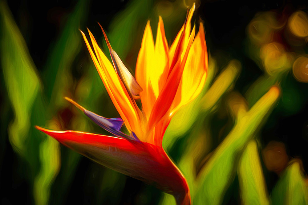 Aspects Of A Bird Of Paradise M