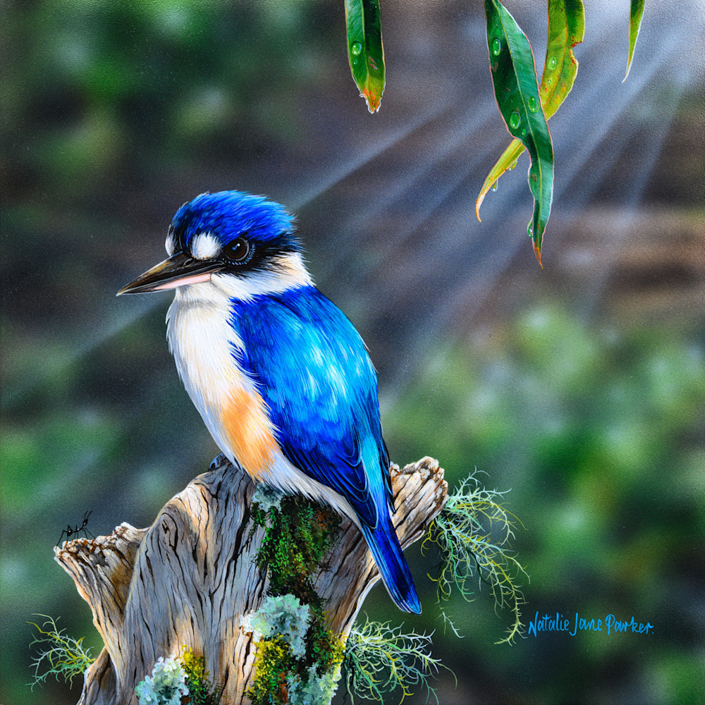Dreaming of a big catch   Forest Kingfisher