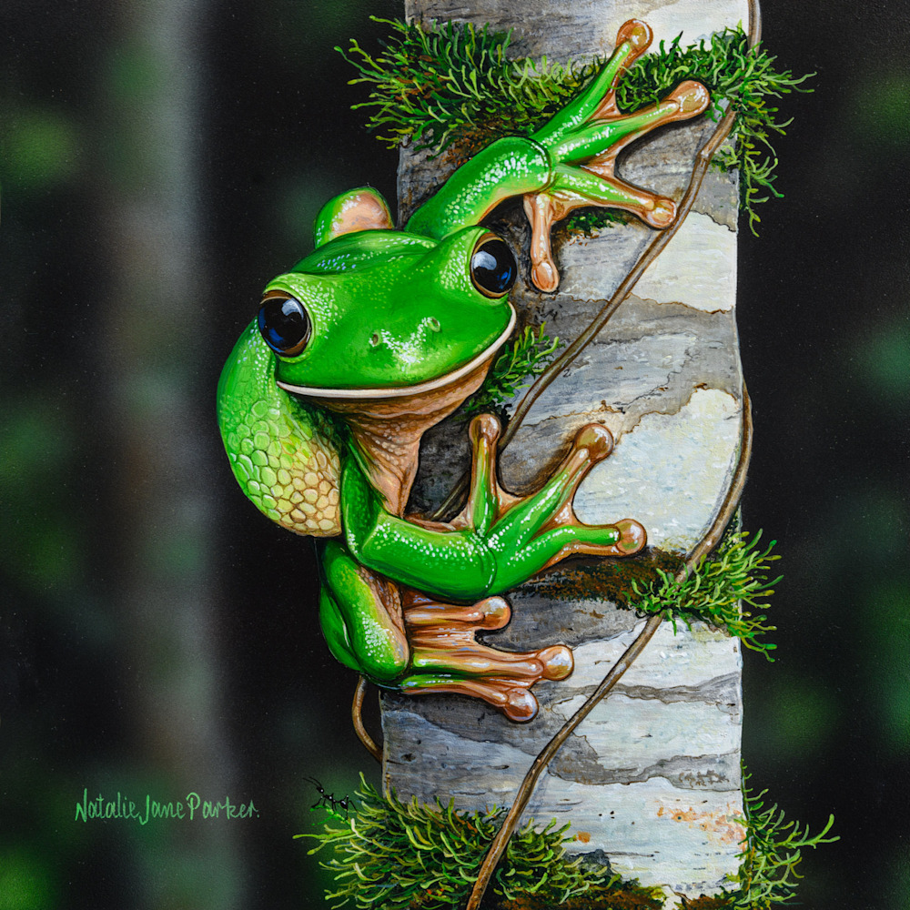 Getting ready to jump   White lipped tree frog