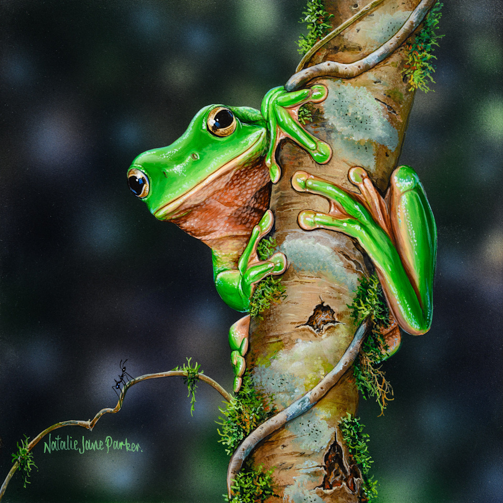 Green gaze   Common green tree frog